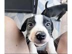 CHANCE Boston Terrier Puppy Male