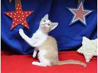 Aaron - 40035 Domestic Shorthair Kitten Male