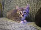 jake Domestic Shorthair Kitten Male