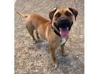 Indiana American Staffordshire Terrier Young Female
