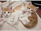 (bj) Spenser (fka Julius) Domestic Shorthair Kitten Male