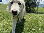 Nymeria Young Female