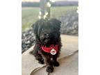 Pinot Noir Yorkie Poo Puppy Female