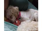 Colin Poodle (Miniature) Young Male