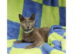 Zelda - 40021 Domestic Shorthair Young Female
