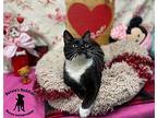 Moglie Domestic Shorthair Adult Male