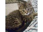 Buttons Tabby Kitten Male