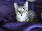 Ona Domestic Shorthair Kitten Female