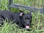 Frenchie French Bulldog Puppy Male