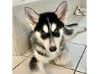 Sawyer Puppy Male