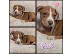 Poet Mixed Breed (Medium) Puppy Female