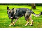 BUCK German Shepherd Dog Young Male