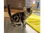 Cedar 41348 Domestic Shorthair Kitten Male