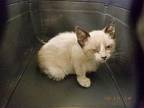 NOAH Siamese Kitten Male