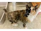 SELINA Domestic Longhair Adult Female