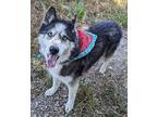 Vixen Husky Senior Female