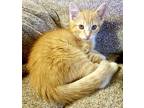 Archie Domestic Shorthair Kitten Male