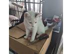 Rhonda Siamese Kitten Female