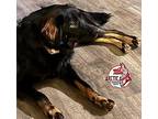 Demi German Shepherd Dog Young Female