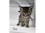 Doc Domestic Shorthair Kitten Male