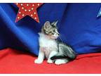 Juniper - 40000 Domestic Mediumhair Kitten Female