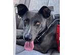 Slick Australian Kelpie Young Female