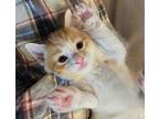 (bj) Gideon (fka Marmalade) Domestic Shorthair Kitten Male
