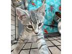 Tamale Domestic Shorthair Kitten Male