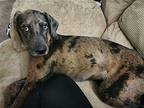 Jax (9mo, 35lbs) Hound (Unknown Type) Young Male