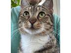 Bella Tabby Adult Female