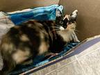 CALLIE Domestic Shorthair Adult Female
