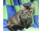Spice - 40011 Domestic Longhair Young Female