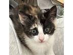 Anabeth Domestic Shorthair Kitten Female