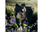 LOLLY Border Collie Adult Female