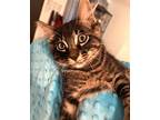 Hercules Domestic Shorthair Kitten Male