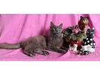 Benny Domestic Longhair Young Male