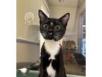 Kittens Available!, Domestic Shorthair For Adoption In Burlingame, California