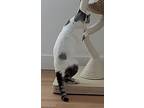 Aquario, Turkish Van For Adoption In Encino, California