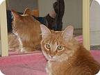 De Oro, Maine Coon For Adoption In Scottsdale, Arizona