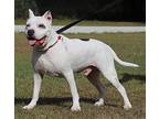 Zero, American Staffordshire Terrier For Adoption In Fort Myers, Florida