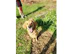 Lilly Golden, Golden Retriever For Adoption In Oklahoma City, Oklahoma