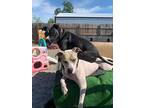 Bowie, American Pit Bull Terrier For Adoption In Spencerport, New York