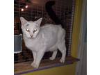 Maxx, Turkish Van For Adoption In Iroquois, Illinois