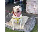 Baby The Bull, American Pit Bull Terrier For Adoption In Chatsworth, California