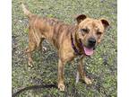 Tiger, Terrier (unknown Type, Medium) For Adoption In Palm Coast, Florida