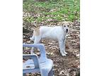 Delilah, Labrador Retriever For Adoption In Heber Springs, Arkansas