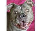 Prunella, American Pit Bull Terrier For Adoption In Kansas City, Missouri