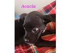 Acacia, American Staffordshire Terrier For Adoption In Calexico, California