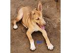 Kai, Labrador Retriever For Adoption In Calexico, California