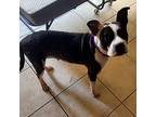Lorelai, American Pit Bull Terrier For Adoption In Lyndhurst, Ohio